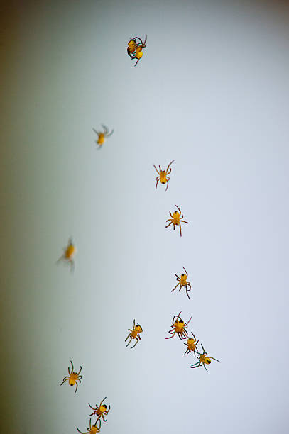istock row of small spiders climbing up against 496942941