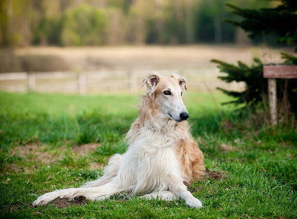 istock russian borzoi dogs 496943807