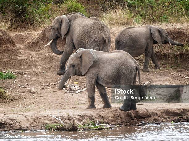 Foto de Manada De Elefantes Africanos e mais fotos de stock de Animal - Animal, Animal selvagem, Beber