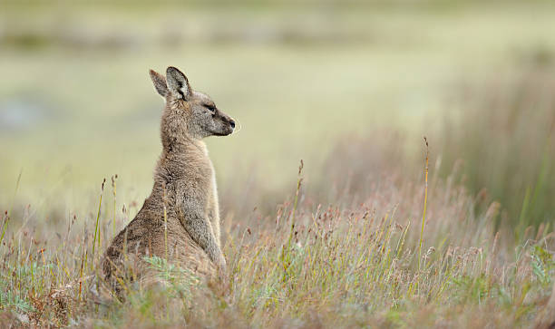 istock Eastern Grey Kangaroo, Tasmania, 496944655