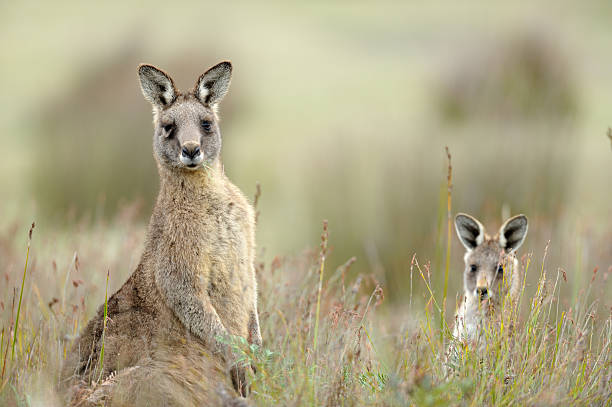 Eastern Grey Kangaroo, Tasmania, Eastern Grey Kangaroo, Tasmania, Australia, eastern gray kangaroo stock pictures, royalty-free photos & images