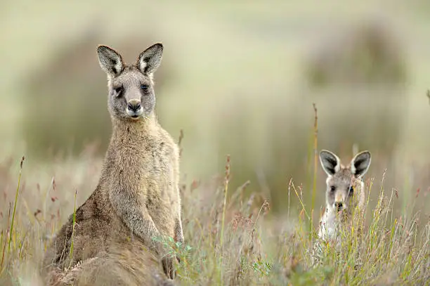 Eastern Grey Kangaroo, Tasmania, Australia,