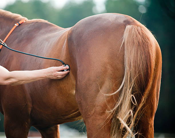 istock Vet examining horse 496944893