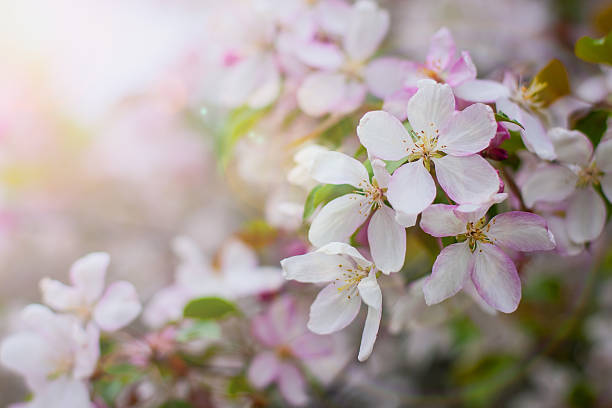 istock blossom of apple trees 496945001