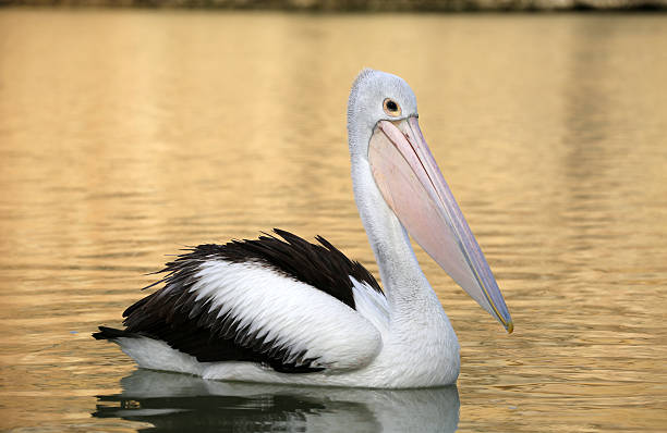 50+ Pelicans Murray River Stock Photos, Pictures & Royalty-Free Images