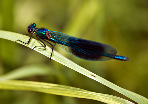 Banded Demoiselle on a blade of grass