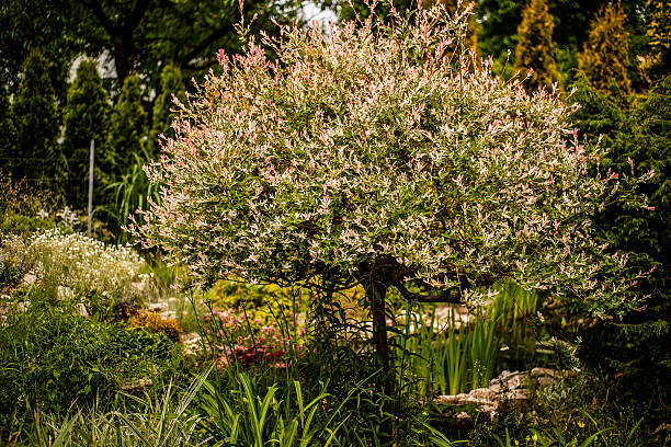 istock view of garden 496946533