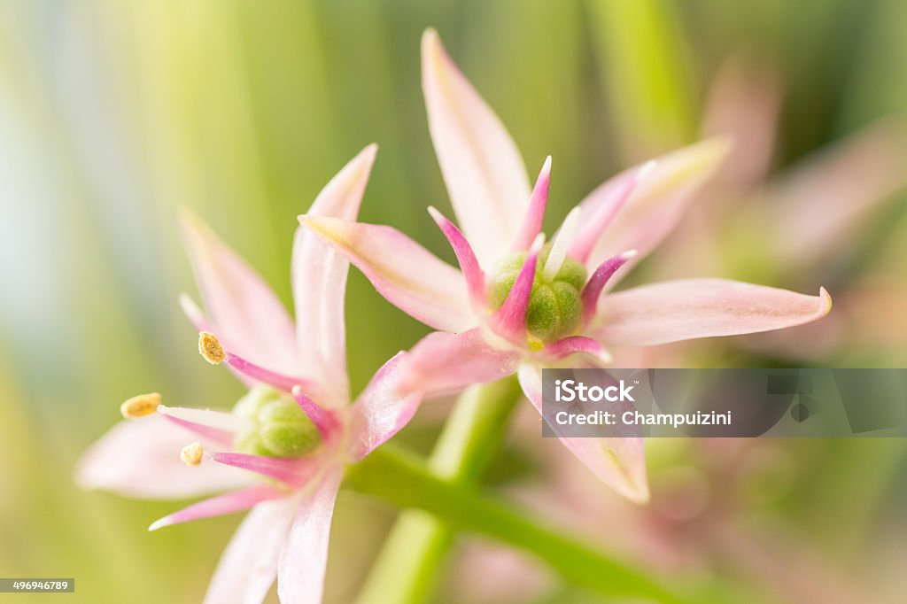 Allium fleurs - Photo de Ail - Liliacées libre de droits