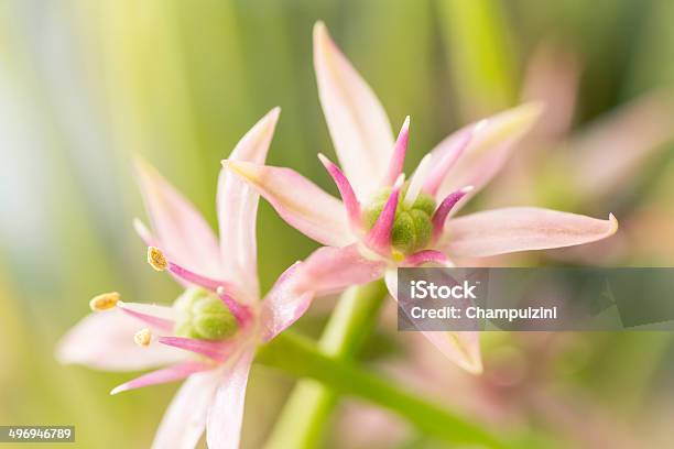 Allium 花 - アリウムのストックフォトや画像を多数ご用意 - アリウム, ピンク色, マクロ撮影