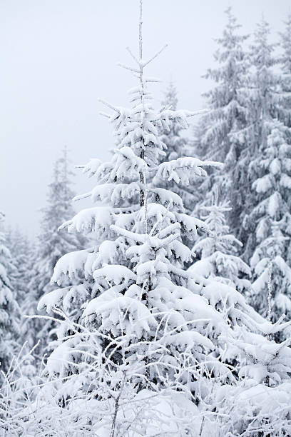 istock Snow covered pine trees in the mountains 496947388