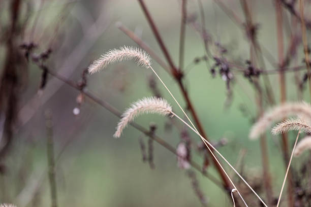 Foxtail Grass In A Kentucky Autumn Stock Photo - Download Image