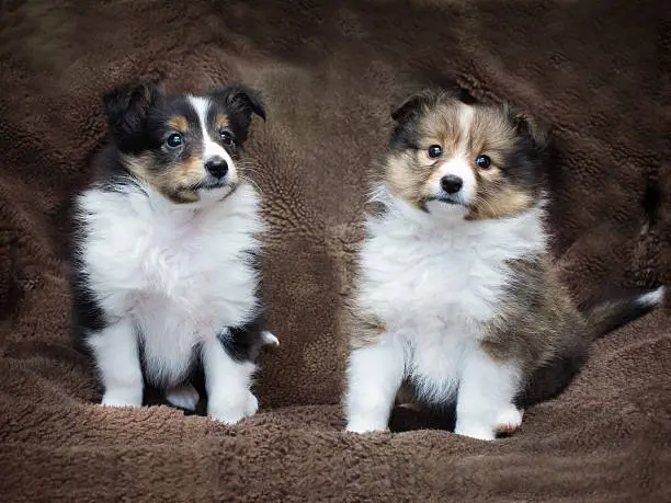 Couple cute sheltie puppies sitting on a sheepskin.