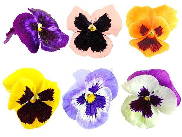 istock Set of motley pansy flowers 496947653