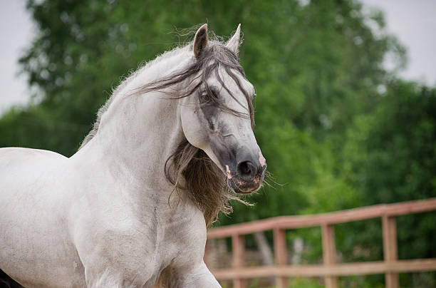 istock andalusian horse in movement 496947877