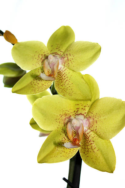 istock Yellow Green Orchid 496948131