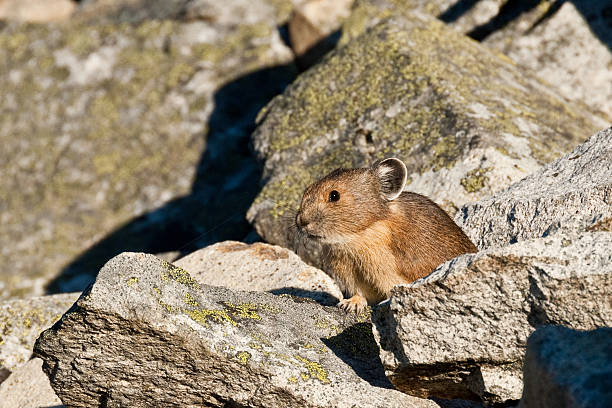 American Pika The American Pika (Ochotona princeps) is an herbivorous, smaller relative of the rabbit. These cute rodents can be found in the mountains of western North America usually above the tree line in large boulder fields. The pika could become the first mammal in United States to be listed as endangered by the US Fish and Wildlife Service as a result of global climate change. This pika was found near Palisades Lake in Mount Rainier National Park, Washington State, USA. jeff goulden national wildlife refuge stock pictures, royalty-free photos & images
