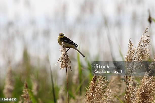 Gelbe Grasmückenartige Stockfoto und mehr Bilder von Ast - Pflanzenbestandteil - Ast - Pflanzenbestandteil, Einzelnes Tier, Feder