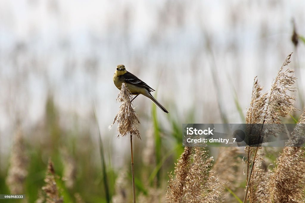 Paruline jaune - Photo de Aile d'animal libre de droits