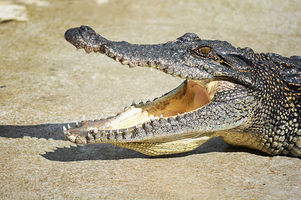 istock Close up head of crocodile 496949200