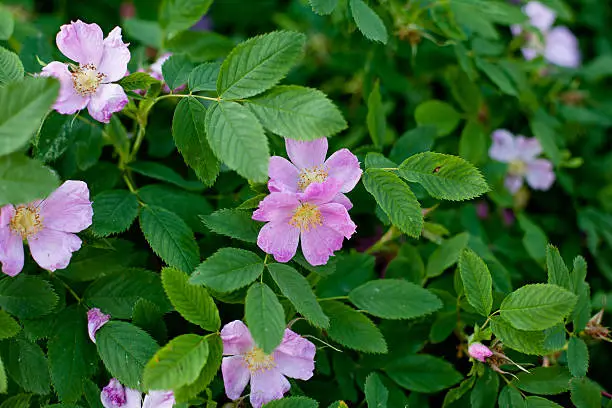 Several pink dog-roses on a green bush.