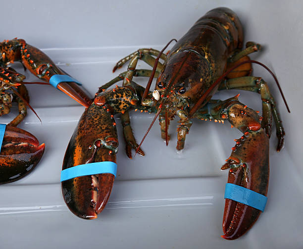 istock Live Uncooked Atlantic Lobster, Nova Scotia, Canada 496949636