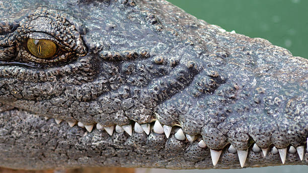 istock Close up head of crocodile 496949816