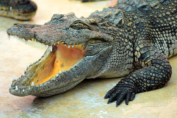 istock Close up head of crocodile 496949900
