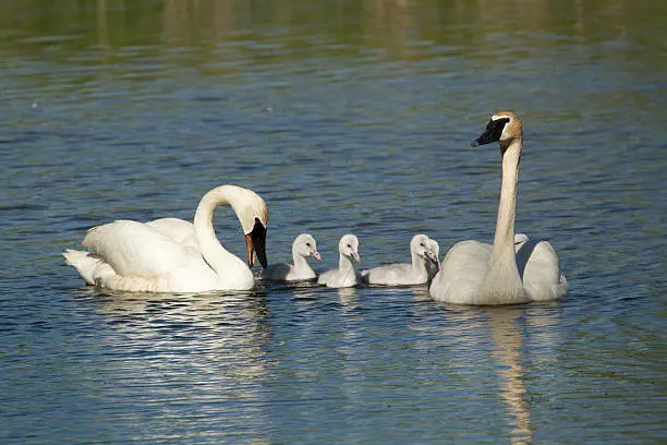 I watched this Trumpeter Swan family as they fed on the plants in the pond.