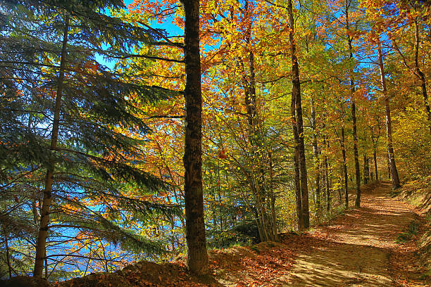 automne et de la nature - power ballad photos et images de collection