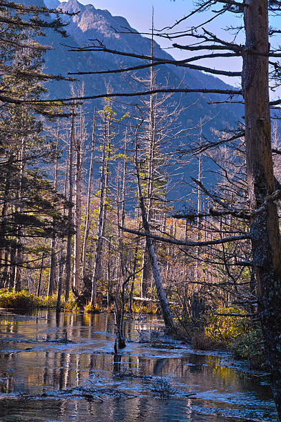 istock Kamikochi Dakesawa wetlands 496952312