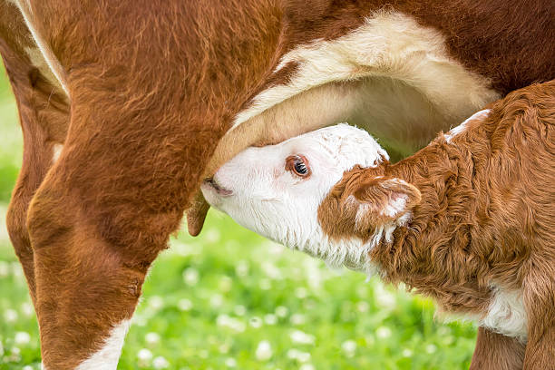 close -up of ブラウン&ホワイトの角ヘレフォード牛看護からふくらはぎ - field hereford cattle domestic cattle usa ストックフォトと画像