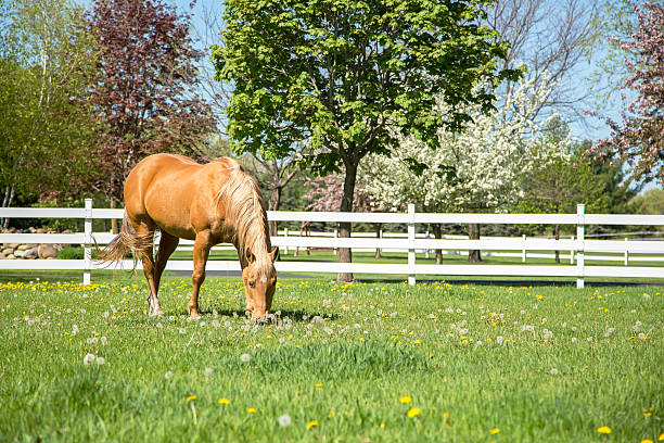 istock Palomino Quarter Horse Grazing in Springtime Pasture 496952356