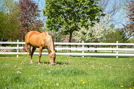 Palomino Quarter Horse grazing in a springtime pasture. The trees in the background are blooming, and yellow dandelions are in the pasture. A white rail fence borders the pasture.