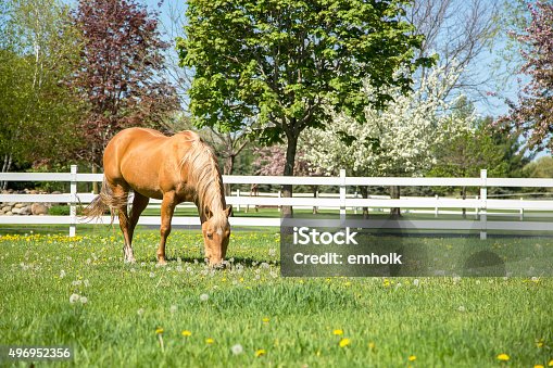 istock Palomino Quarter Horse Grazing in Springtime Pasture 496952356