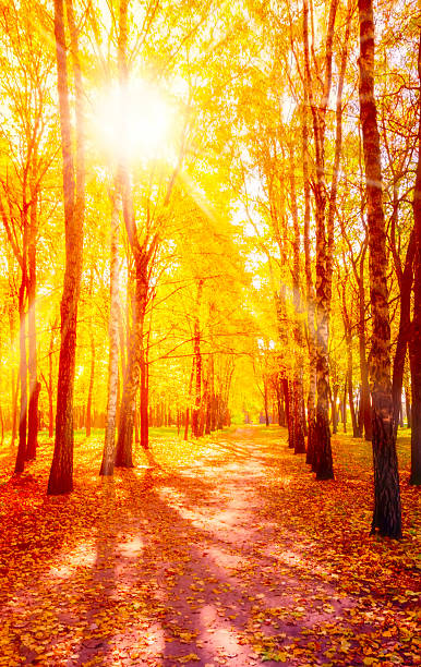 istock sunny autumn day park 496952868