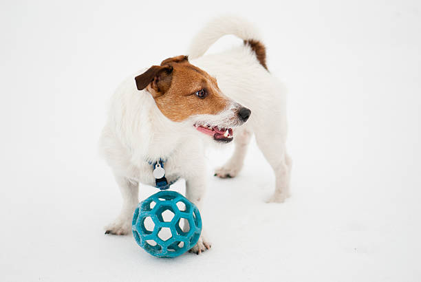 istock Jack Russell Terrier dog with a ball. 496952892