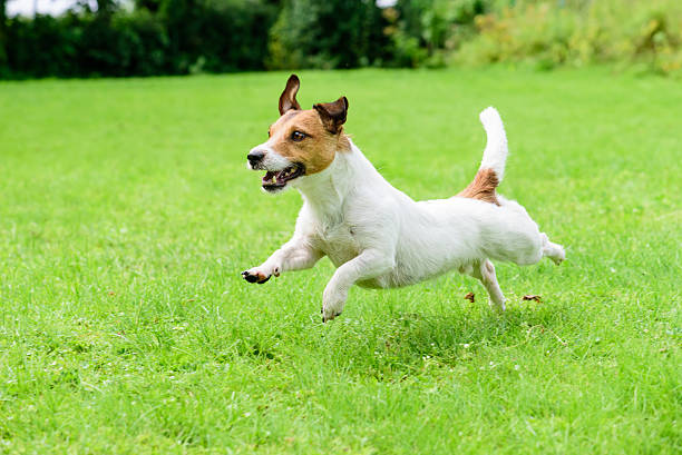 istock Happy dog pet running on a lawn 496952918