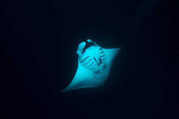 istock Manta Ray in German Channel - Palau, Micronesia 496952954