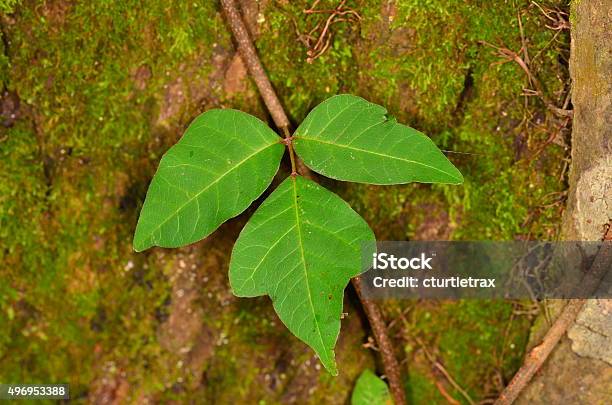 Poison Ivy Leaves Of Three Let It Be Stock Photo - Download Image Now - Poison Ivy Rash, 2015, Blister