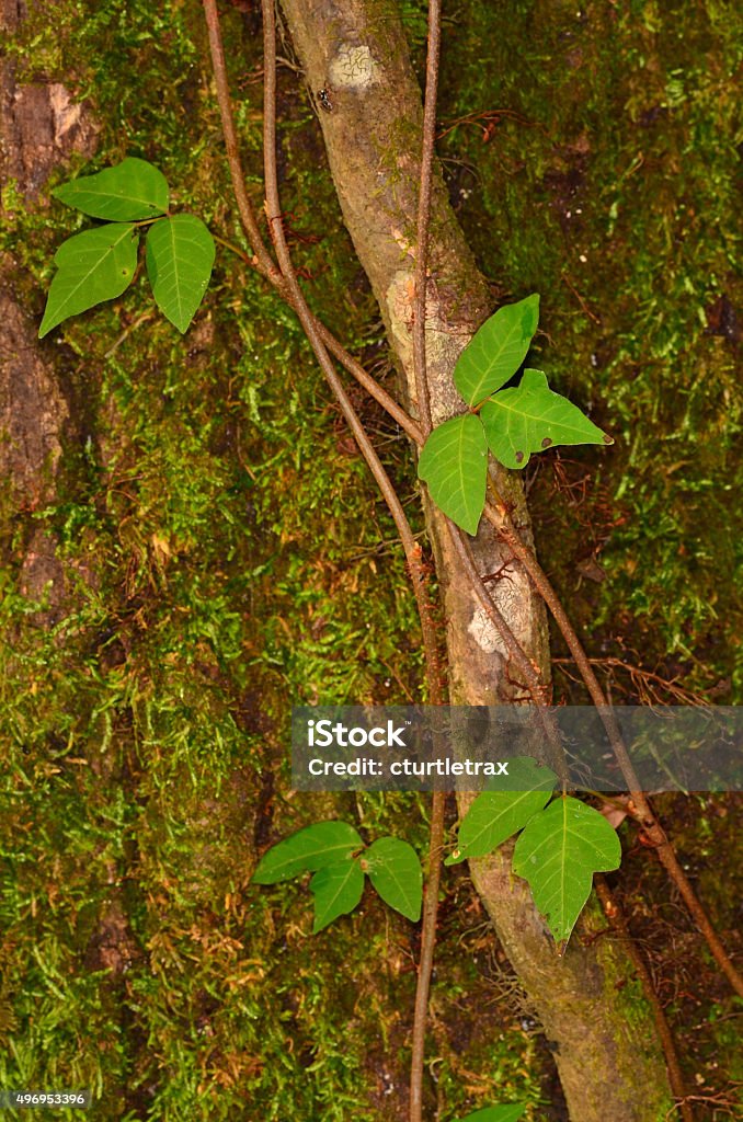 Poison ivy vine growing up mossy tree Group of three-leaf clusters of a poison ivy vine 2015 Stock Photo