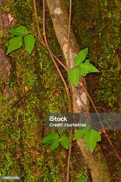 Poison Ivy Vine Growing Up Mossy Tree Stock Photo - Download Image Now - 2015, Blister, Danger