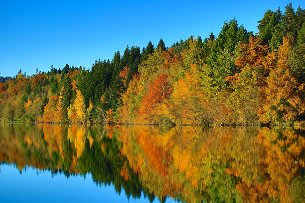 automne et de la nature - power ballad photos et images de collection