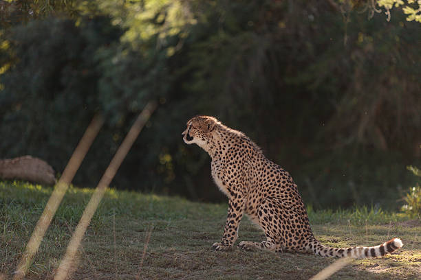 istock Cheetah, Acinonyx jubatus 496954250