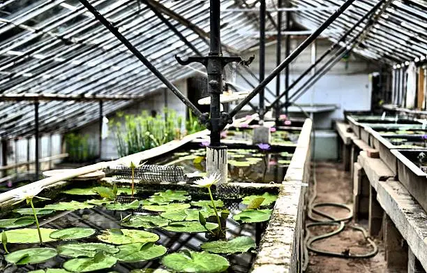 historic glass greenhouse with waterlilies