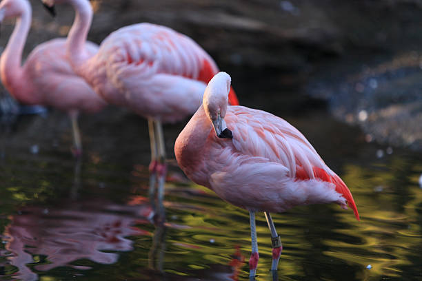 istock Chilean flamingos, Phoenicopterus chilensis 496956336