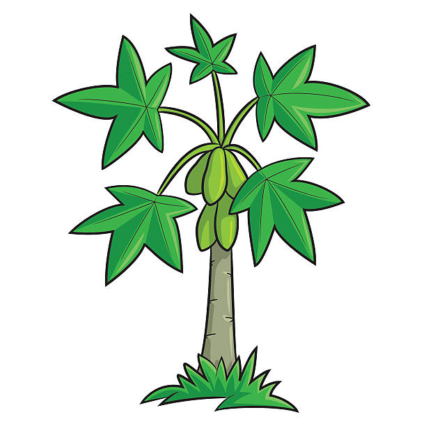 Papaya Tree Cartoon Stock Illustration - Download Image Now - Pawpaw Tree,  Papaya, Cartoon - iStock