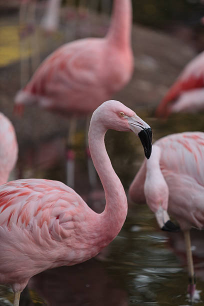 istock Chilean flamingos, Phoenicopterus chilensis 496956790