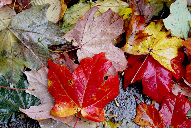 istock Wet maple autumn leaves dew drops on sidewalk after rain 496957188