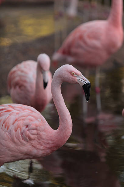 istock Chilean flamingos, Phoenicopterus chilensis 496957484
