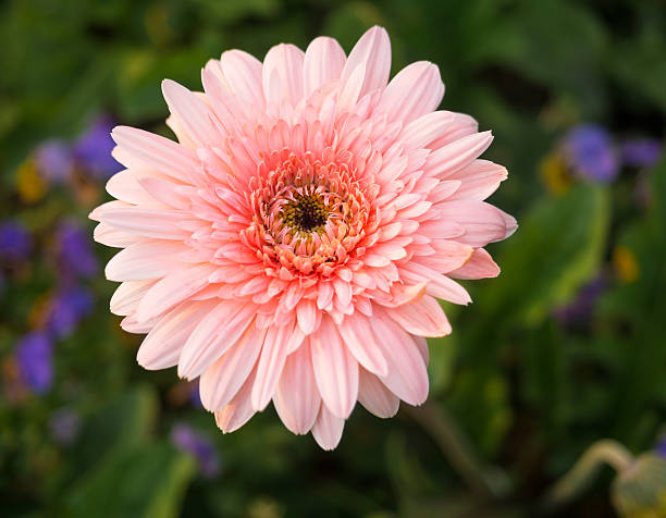 istock close up of beautiful gerbera flower 496957664